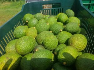 Buyer : Hass Avocado buyer from Dubai Is looking for Ethiopian origin Hass Avocado supplier. Quantity: 1 X 40 feet container. Destination: Jebel Ali port Dubai . Contact : +251904944444 | +251967732748 | WhatsApp | Email : md@tradethiopia.com