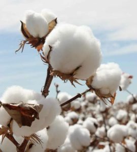 Buyer : Raw Cotton buyer from Turkey Is looking for  Ethiopian origin raw cotton supplier. Contact at :+251953130732 | +251904944444 | WhatsApp | Email: md@tradethiopia.com