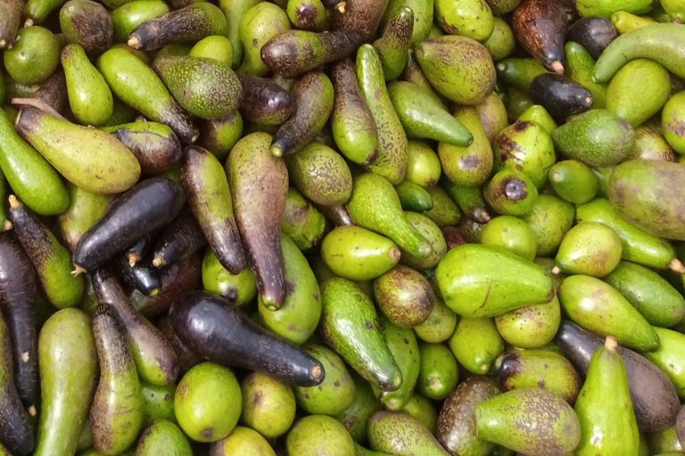 Supplier: Ethiopian Avocado supplier, is looking for a local buyer. Contact at :+251904944444 | +251996533556 | WhatsApp| Email: nathanaeltadesse88@gmail.com , customerservice@tradethiopia.com