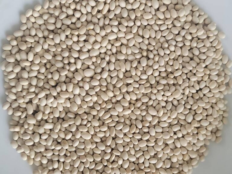 Supplier: Infinity Advanced Technology Solution, Ethiopian white beans supplier is looking for a buyer. Quantity : 10 X 20 feet containers. Contact : +251911882263 | +251904944444 | WhatsApp| Email: fozia.eldlaziy@infinity-et.com | md@tradethiopia.com