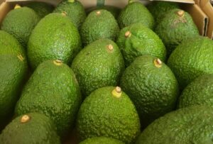 Buyer : Hass Avocado buyer from Morocco Is looking for Ethiopian origin Hass Avocado supplier. Quantity: 40 MT. Destination: Morocco, Casa port. Contact : +251904944444 | +251967732748 | WhatsApp | Email : md@tradethiopia.com