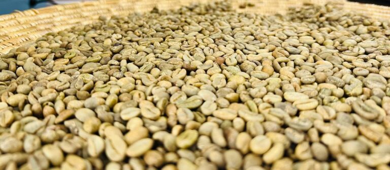 Supplier: Bevam Impex Trading plc, Ethiopian coffee supplier is looking for a buyer. Quality: Lekemti G5 coffee beans . Quantity : 2 X 20 feet containers. Contact : +251911233347 | +251904944444 | WhatsApp| Email: contact@bevamimpex.com | md@tradethiopia.com