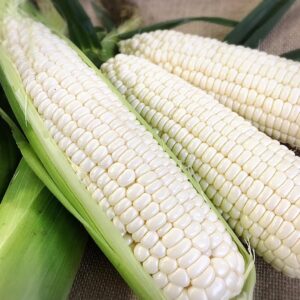 Buyer:  Non-GMO Maize buyer from Kenya is looking for Non-GMO Maize supplier. Quantity: 12,500 MT, Quality: Grade A, White Colour Destination: Mombasa Port ,Kenya. Contact : +251904944444 | +251967732748 | WhatsApp | Email : md@tradethiopia.com