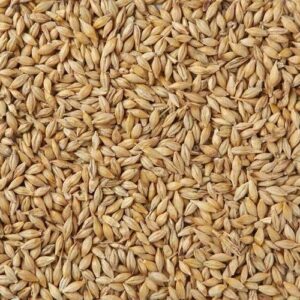 Buyer: Barley Animal Feed buyer from Dubai is looking for Ethiopian Barley Animal Feed supplier. Quantity: 1X20 Feet Container. . Destination: Djibouti. Contact : +251904944444 | +251967732748 | WhatsApp | Email : md@tradethiopia.com