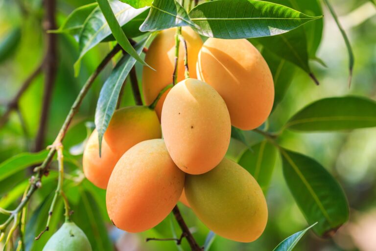 Buyer: Mango buyer from Djibouti is looking for Ethiopian Mango suppliers. Quantity: 1 X 20 Feet containers. Destination: Djibouti. Contact : +251904944444 | +251967732748 | whatsapp | email : md@tradethiopia.com