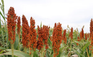 Buyer: Red Sorghum buyer from Thailand is looking for Ethiopian Red Sorghum suppliers. Quantity: 3000 MT monthly. Destination: Bangkok port or Laem Chabang port, Thailand. Contact : +251904944444 | +251967732748 | whatsapp | email : md@tradethiopia.com