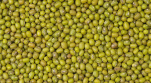 Supplier: Green Mung Beans supplier from Ethiopia is looking for a Green Mung Beans buyer. Quantity : 20 X 20 feet containers . Contact : +251904944444 | +251967732748 | WhatsApp | Email: md@tradethiopia.com