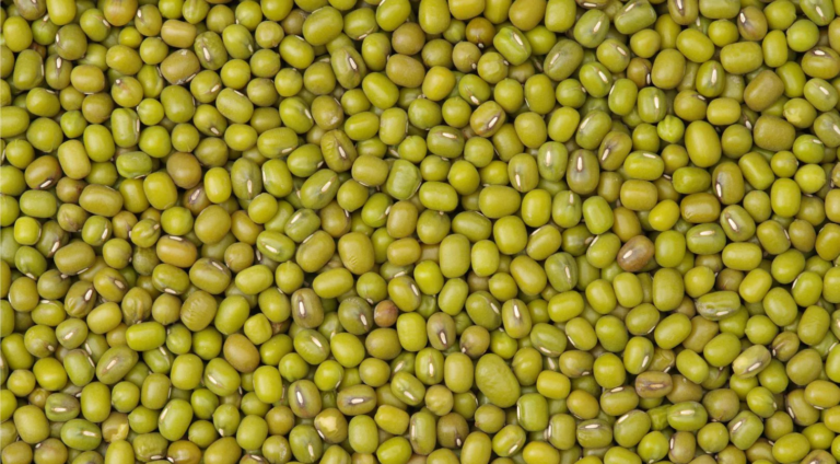 Supplier: Green Mung Beans supplier from Ethiopia is looking for a Green Mung Beans buyer. Quantity : 20 X 20 feet containers . Contact : +251904944444 | +251967732748 | WhatsApp | Email: md@tradethiopia.com