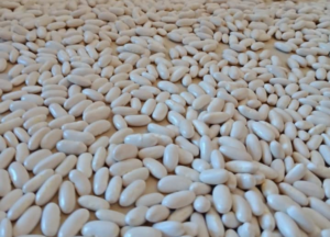 Buyer: White Pinto Beans<br>Quantity: 50 MT<br>Destination: Luanda, Angola<br>Payment term: LC<br>Contact: +251929243367 | +251967732748| WhatsApp<br>Email: marketing@tradethiopia.com