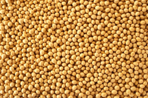 Supplier: Soya Bean.<br>Quantity: 20 X 20 feet.<br>Price: $650 FOB.<br>Company name: Tesfay Yideg Import And Export.<br>Contact : +251929243367 | +251 93 828 0151 WhatsApp.<br>Email : marketing@tradethiopia.com