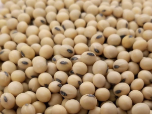 Supplier: Soya Bean.<br>Quantity: 500 MT.<br>Price: $ 650 FOB.<br>Company name: KZ Eagle Trading PLC.<br>Contact : +251 97 2098622| +251 90 494 4444 WhatsApp.<br>Email: marketing@tradethiopia.com