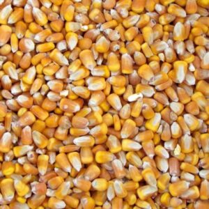 Buyer: Yellow Corn for cattle feed.<br>Quantity: 10000 MT.<br>Destination: Yemen.<br>Contact :  +971 56 410 1144 | WhatsApp.<br>