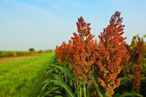 Buyer: Red Sorghum.<br>Quantity: 30,000 MT Per month for 12 months.<br>Destination: Port of Djibouti.<br>Contact : +251 90 494 4444 | WhatsApp.<br>Email: md@tradethiopia.com