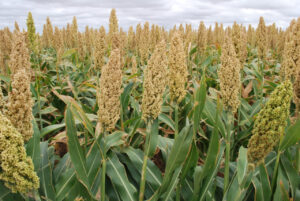 Buyer: White Sorghum.<br>Quantity: 50,000 MT Per month for 12 months.<br>Destination: Port of Djibouti.<br>Contact : +251 90 494 4444 | WhatsApp.<br>Email: md@tradethiopia.com