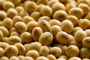 Buyer: GMO Soybeans.<br>Quantity: 5000 MT.<br>Destination: Dubai.<br>Contact :  +971 56 410 1144 | WhatsApp.<br>