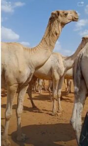 Supplier: Camel.<br> Quantity:7,000 Head per Month. <br>Company Name: Bridge import and export trade. <br>Contact:+251911287144/+251922958288|WhatsApp|. <br>Email:sultandadi7@gmail.com. <br>#camel #meat #trade #export #Ethiopia #import #expo #southafrica #tradeafrica #businessafrica #investmentafrica #tradeethiopia #trade #internationaltrade #export #import #agri #real_estate #garment #textile #leather #renewableenergy #electriovehicles #tourism #ethiopiandiaspora #useembassyaddisababa #dcinternationalfestival #ethiointernationalexpo #expo #coffee #agriexport #agriimport #africa #itc #pacci #usafricabusiness #europeafricabusiness #ethiopia