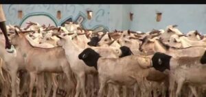 Supplier: Goats.<br> Quantity: 20,000 to 50,000 Head per Month. <br>Company Name: Bridge import and export trade.<br> Contact:+251911287144/+251922958288|WhatsApp|.<br> Email: sultandadi7@gmail.com.<br> #goat #meat #trade #export #Ethiopia #import #expo #southafrica #tradeafrica #businessafrica #investmentafrica #tradeethiopia #trade #internationaltrade #export #import #agri #real_estate #garment #textile #leather #renewableenergy #electriovehicles #tourism #ethiopiandiaspora #useembassyaddisababa #dcinternationalfestival #ethiointernationalexpo #expo #coffee #agriexport #agriimport #africa #itc #pacci #usafricabusiness #europeafricabusiness #ethiopia