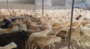 Supplier: Sheep.<br>Quantity: 20,000 to 50,000 Head per Month.<br>Company Name: Bridge import and export trade.<br>Contact:+251911287144/+251922958288|WhatsApp|.<br>Email:sultandadi7@gmail.com.<br>#sheep #meat #trade #export #Ethiopia #import #expo #southafrica #tradeafrica #businessafrica #investmentafrica #tradeethiopia #trade #internationaltrade #export #import #agri #real_estate #garment #textile #leather #renewableenergy #electriovehicles #tourism #ethiopiandiaspora #useembassyaddisababa #dcinternationalfestival #ethiointernationalexpo #expo #coffee #agriexport #agriimport #africa #itc #pacci #usafricabusiness #europeafricabusiness #ethiopia