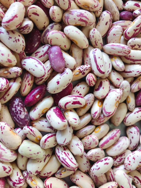 Buyer: Light speckled kidney beans. <br>Quantity: 10 x 40 feet containers. <br>Destination: China. <br>Contact: +25104944444|whatsapp|. <br>Email: md@tradethiopia.com. <br>#Beans #pulses #trade #export #Ethiopia #China #import #expo #southAfrica #businessafrica #investmentafrica #tradeethiopia #trade #internationaltrade #export #import #agri #real_estate #garment #textile #leather #renewableenergy #electriovehicles #tourism #ethiopiandiaspora #useembassyaddisababa #dcinternationalfestival #ethiointernationalexpo #expo #coffee #agriexport #agriimport #africa #itc #pacci #usafricabusiness #europeafricabusiness #ethiopiandiaspora